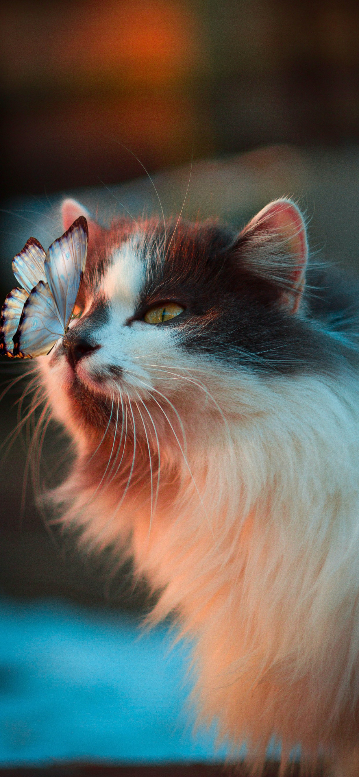 Cat, Cute Cat, Great Dane, Kitten, Cat Toy. Wallpaper in 1242x2688 Resolution