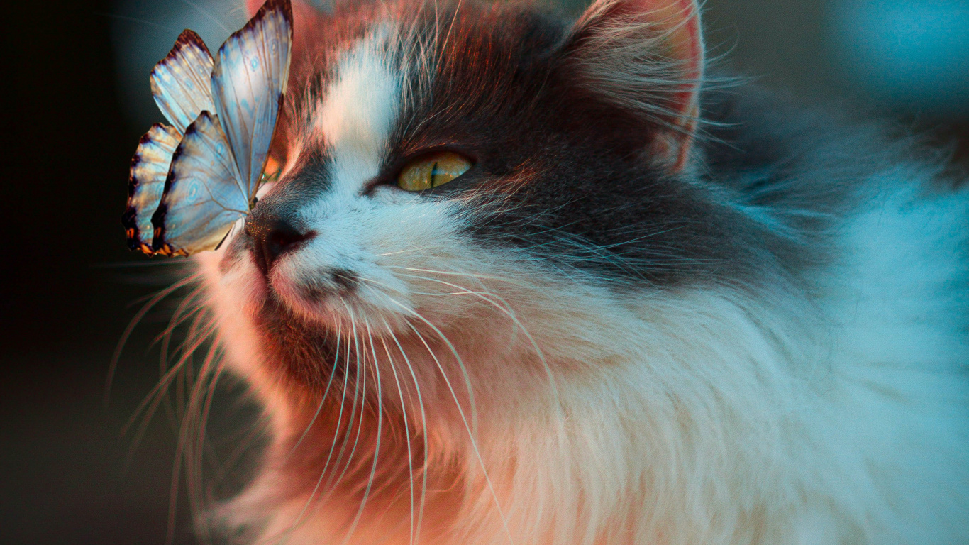 Cat, Cute Cat, Great Dane, Kitten, Cat Toy. Wallpaper in 1366x768 Resolution