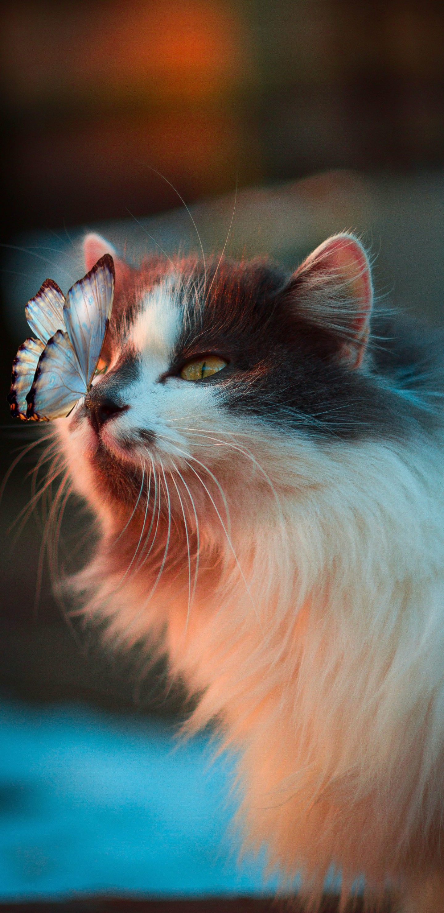 Cat, Cute Cat, Great Dane, Kitten, Cat Toy. Wallpaper in 1440x2960 Resolution