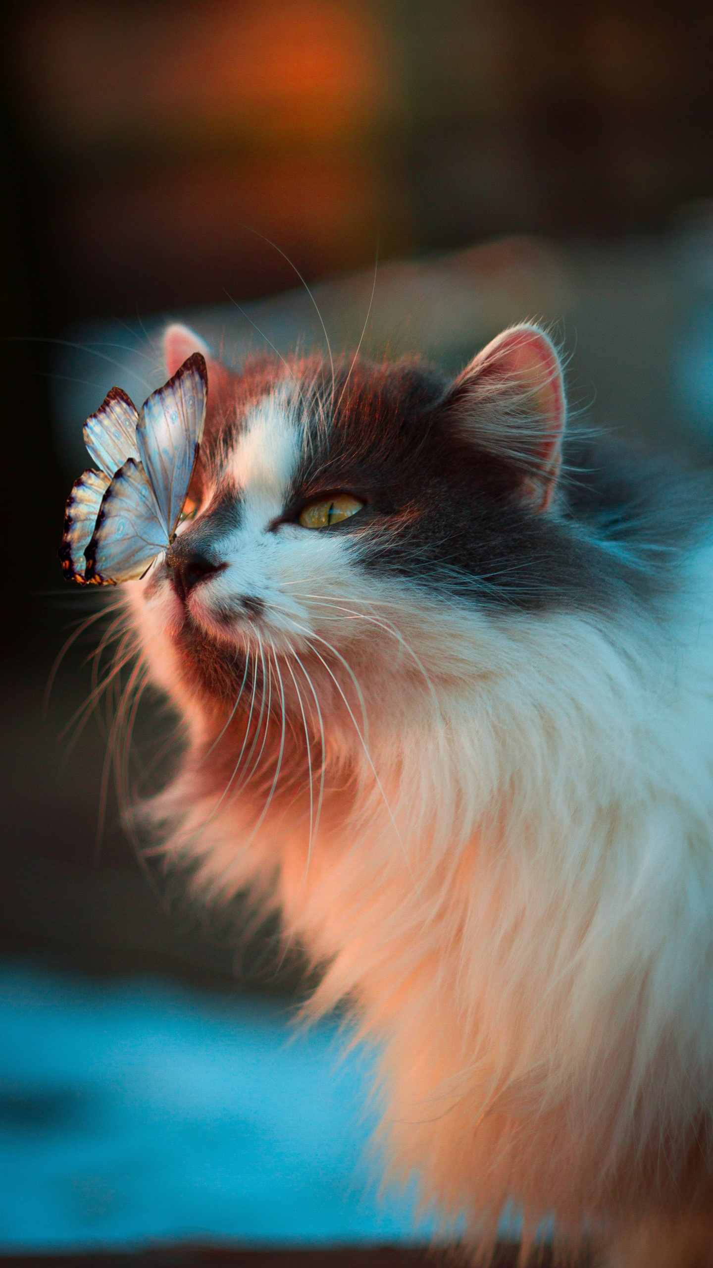 大丹犬, 小猫, 大花猫, 白色的猫, 猫科 壁纸 1440x2560 允许