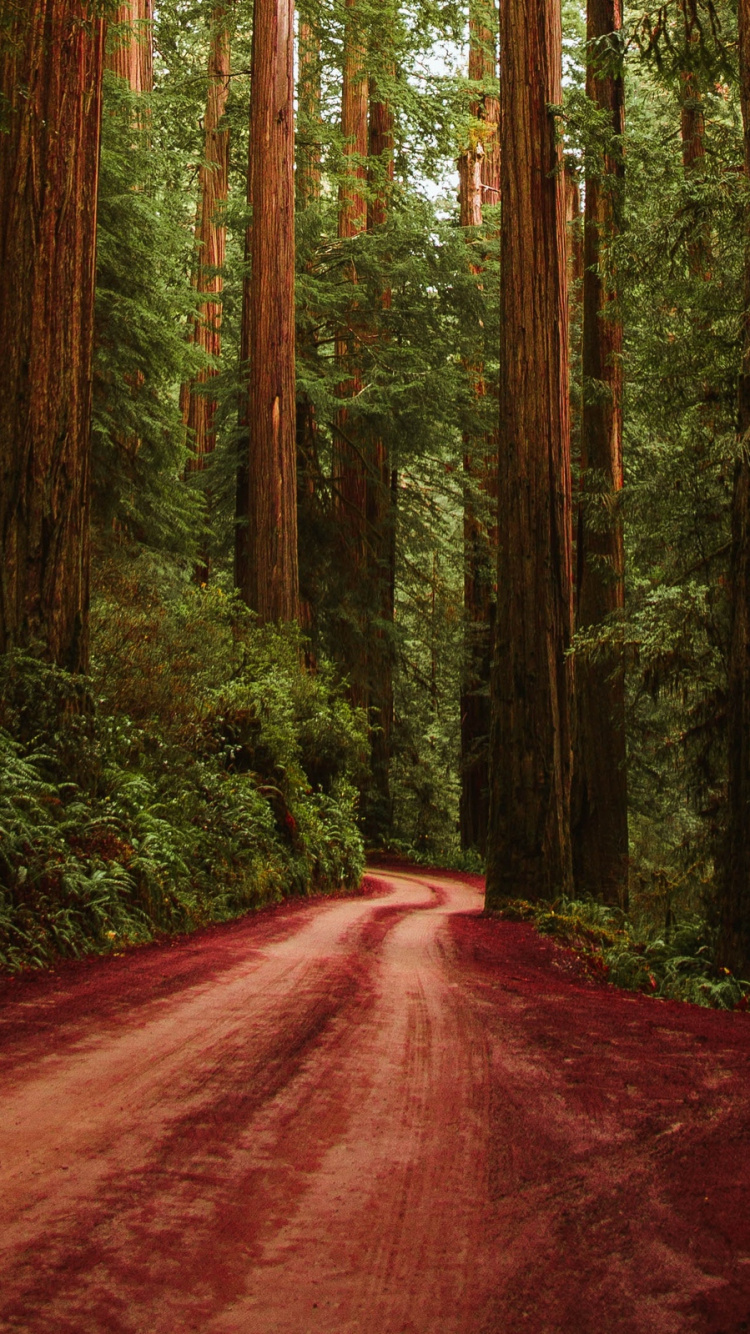 Route Brune au Milieu Des Arbres Verts. Wallpaper in 750x1334 Resolution