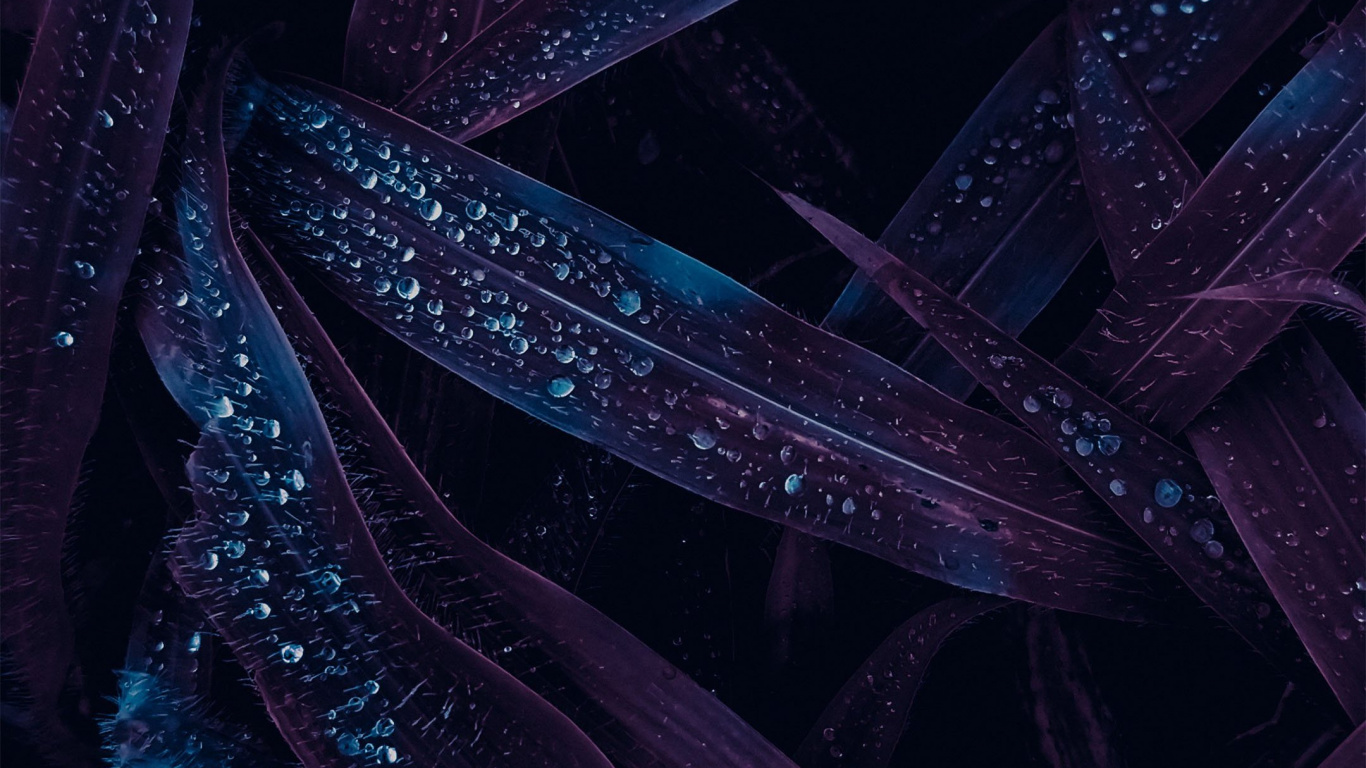 关闭了, 室内设计, 艺术, 液体, 紫色的 壁纸 1366x768 允许