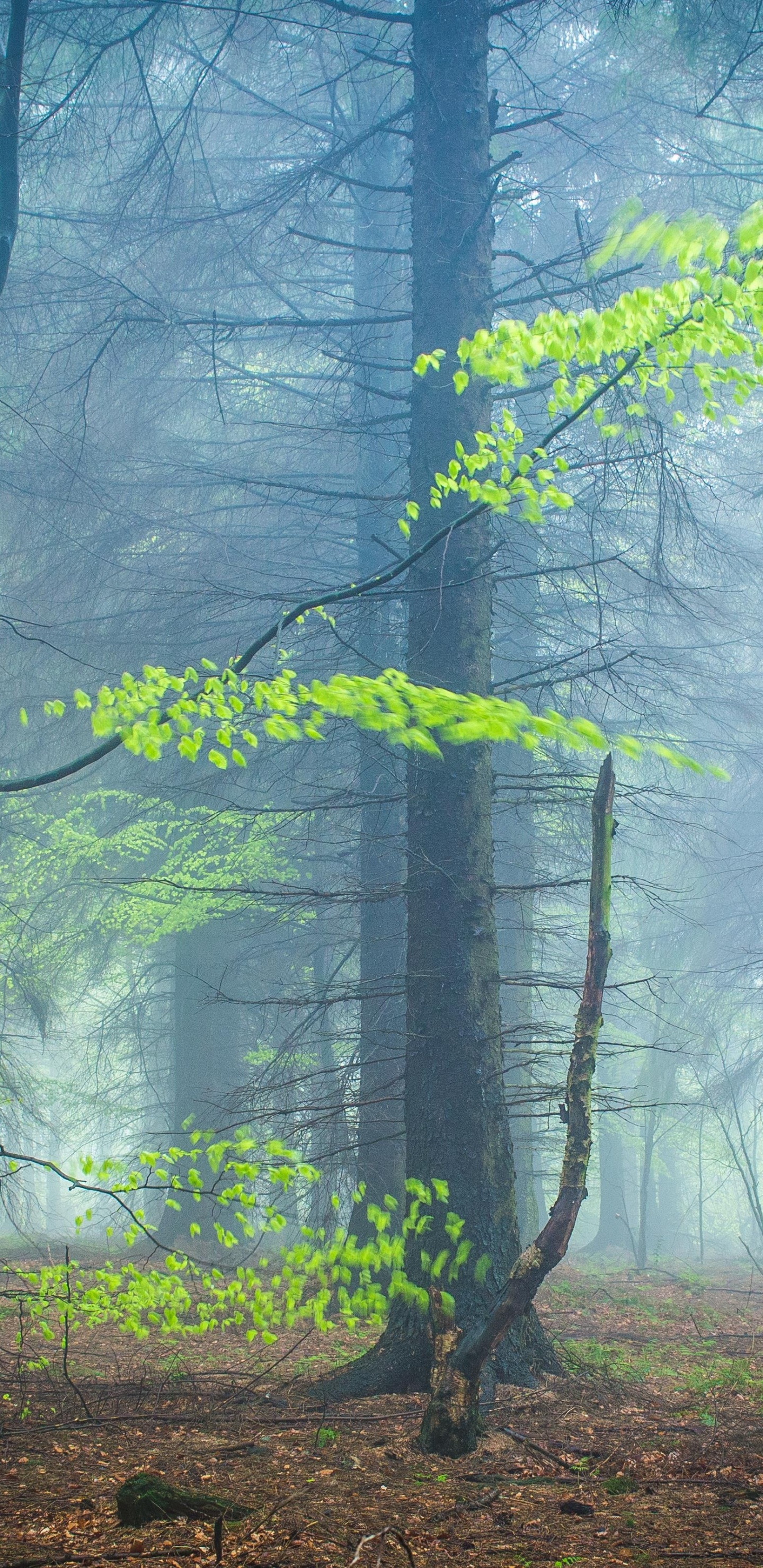 Bosque, Naturaleza, Madera, Paisaje Natural, Verde. Wallpaper in 1440x2960 Resolution