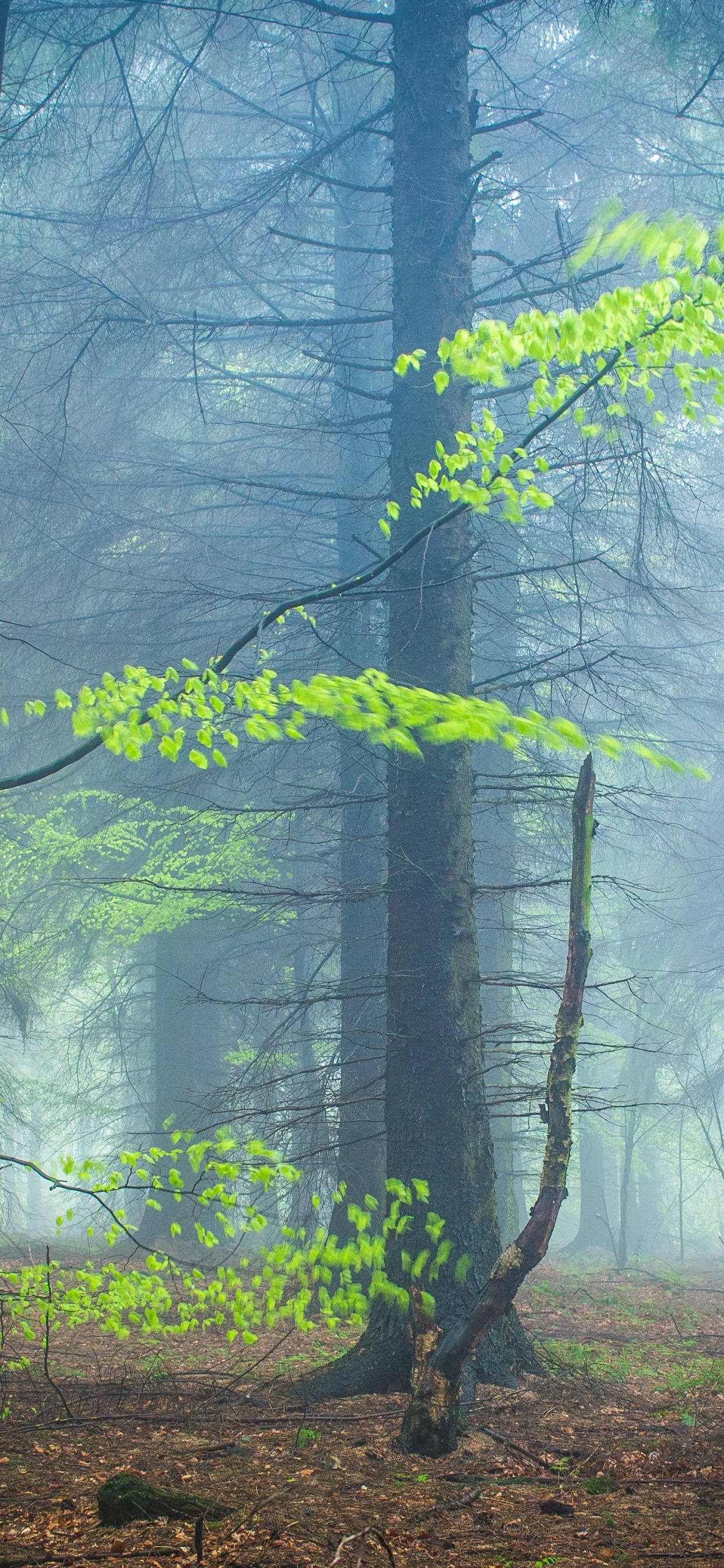 Wald, Natur, Holz, Naturlandschaft, Gr. Wallpaper in 1242x2688 Resolution