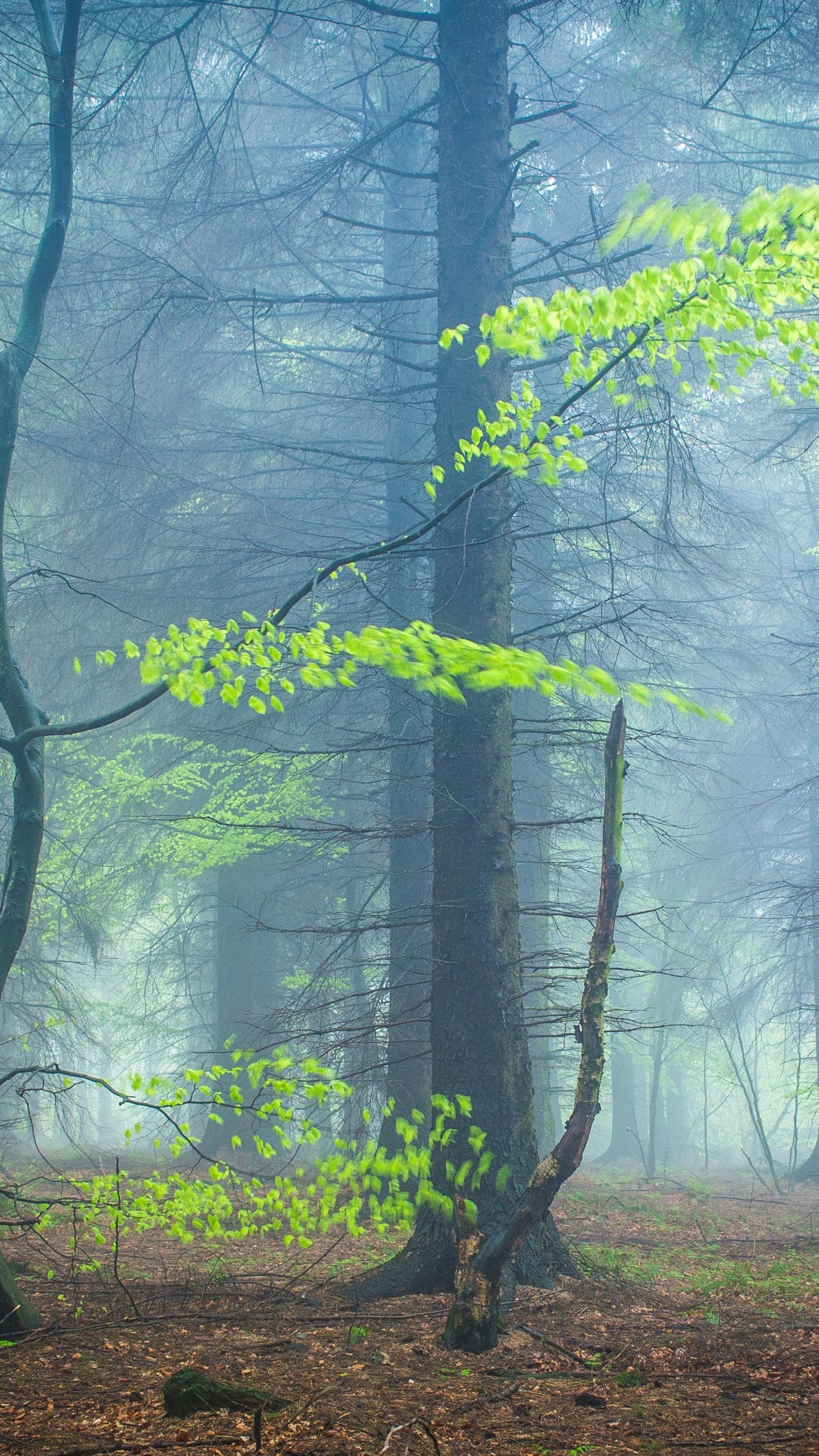 Wald, Natur, Holz, Naturlandschaft, Gr. Wallpaper in 1440x2560 Resolution