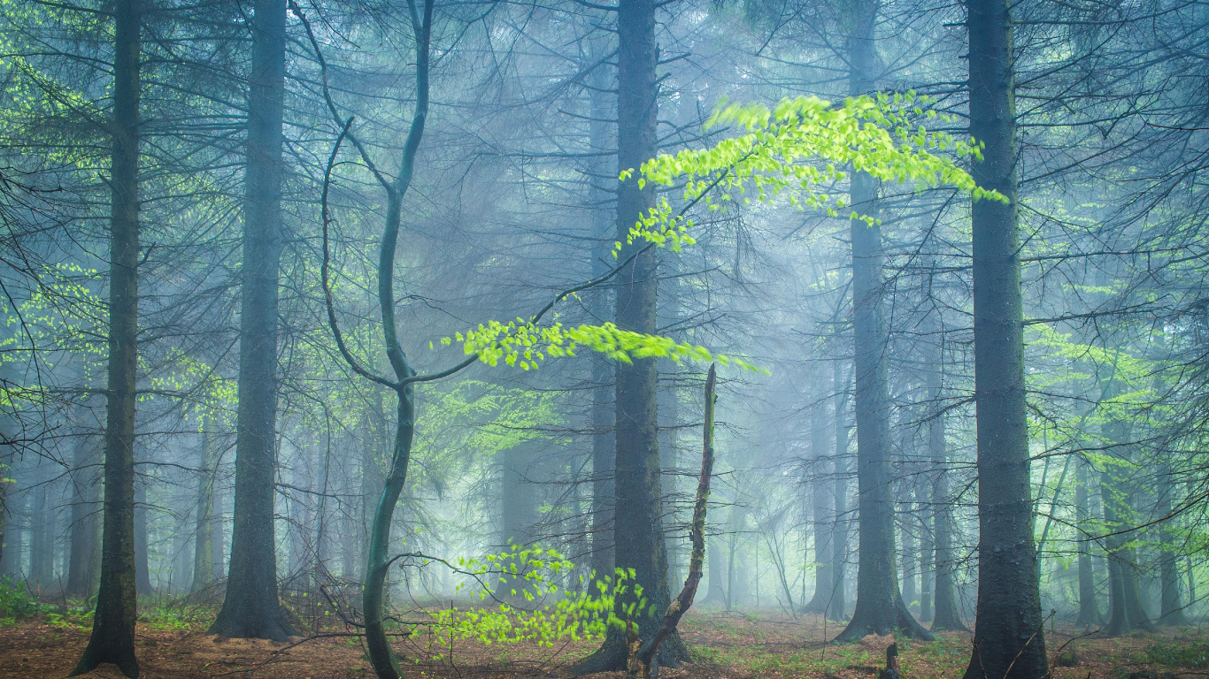 Woodland, Forest, Nature, Wood, Natural Landscape. Wallpaper in 1366x768 Resolution