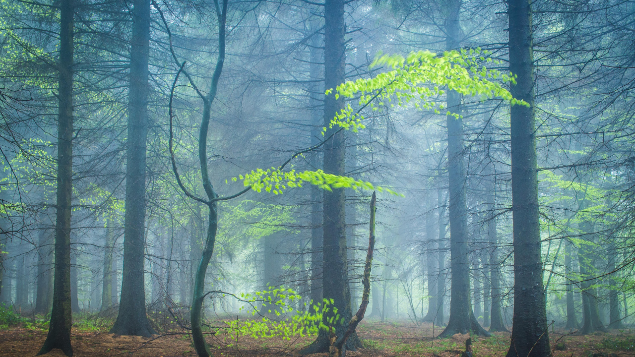 Woodland, Forêt, Nature, Paysage Naturel, Green. Wallpaper in 1280x720 Resolution