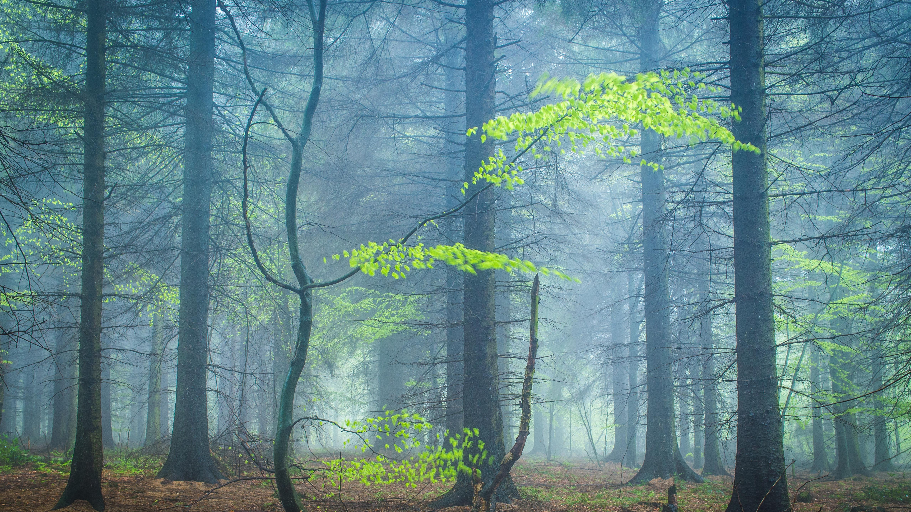 Woodland, Forêt, Nature, Paysage Naturel, Green. Wallpaper in 3840x2160 Resolution