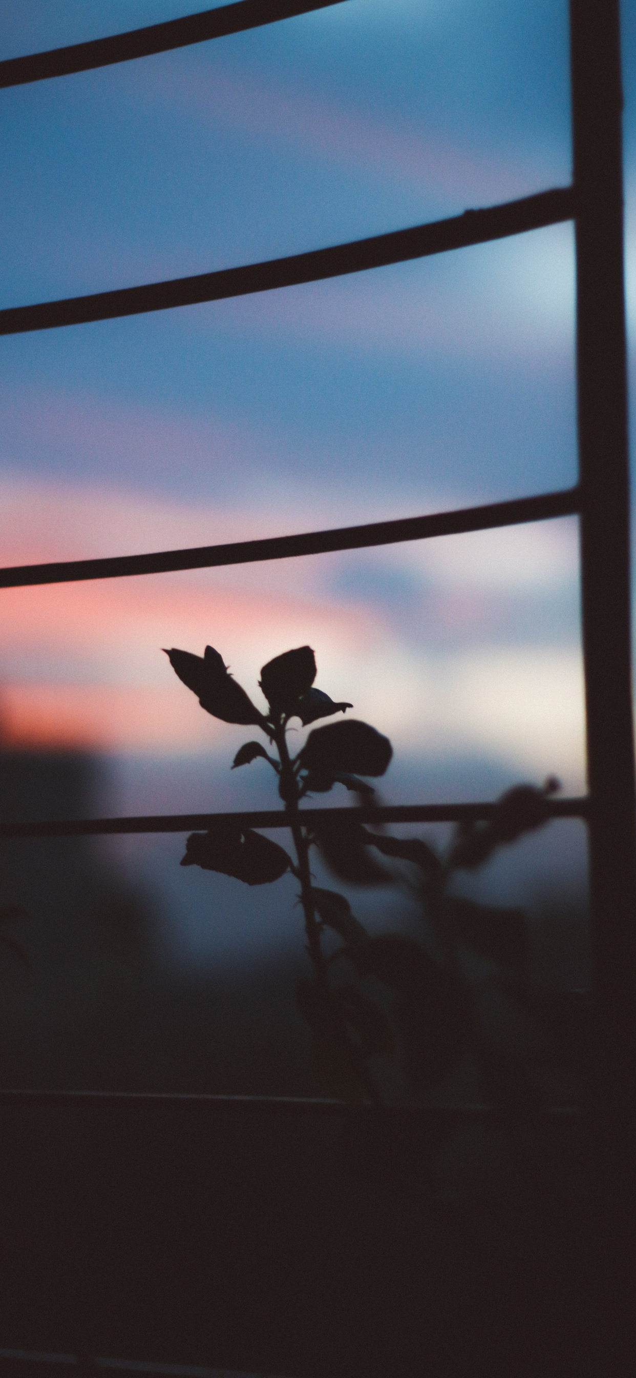 Colored, Cloud, Atmosphere, Window, Plant. Wallpaper in 1242x2688 Resolution