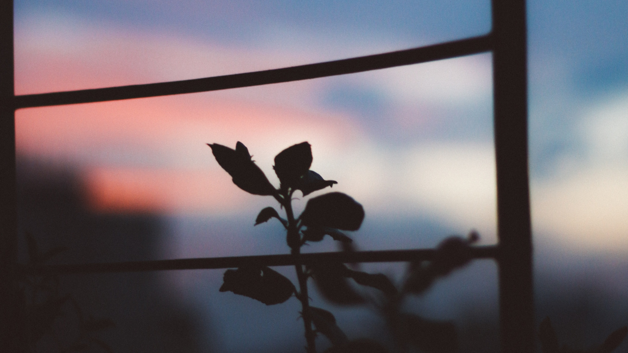 Colored, Cloud, Atmosphere, Window, Plant. Wallpaper in 1280x720 Resolution