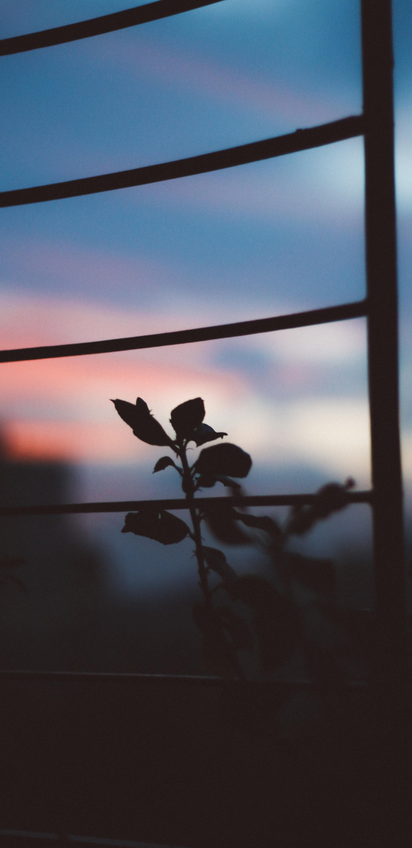 Colored, Cloud, Atmosphere, Window, Plant. Wallpaper in 1440x2960 Resolution