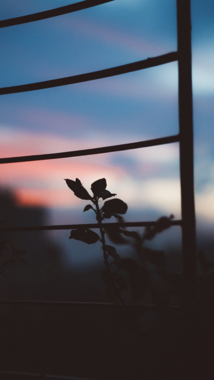 Colored, Cloud, Atmosphere, Window, Plant. Wallpaper in 720x1280 Resolution