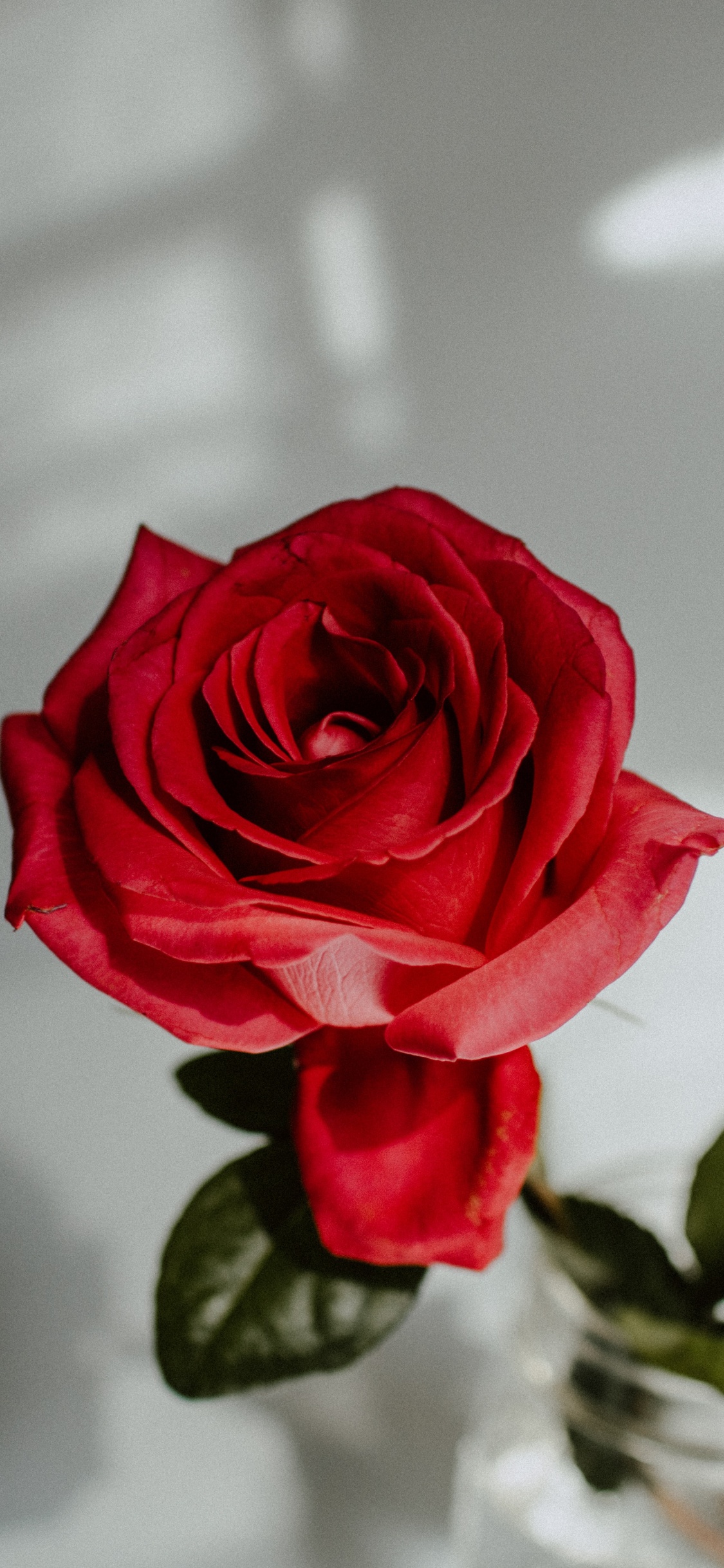 Rose Rouge Dans un Vase en Verre Transparent. Wallpaper in 1125x2436 Resolution