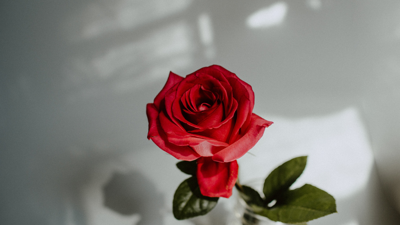 Rose Rouge Dans un Vase en Verre Transparent. Wallpaper in 1280x720 Resolution