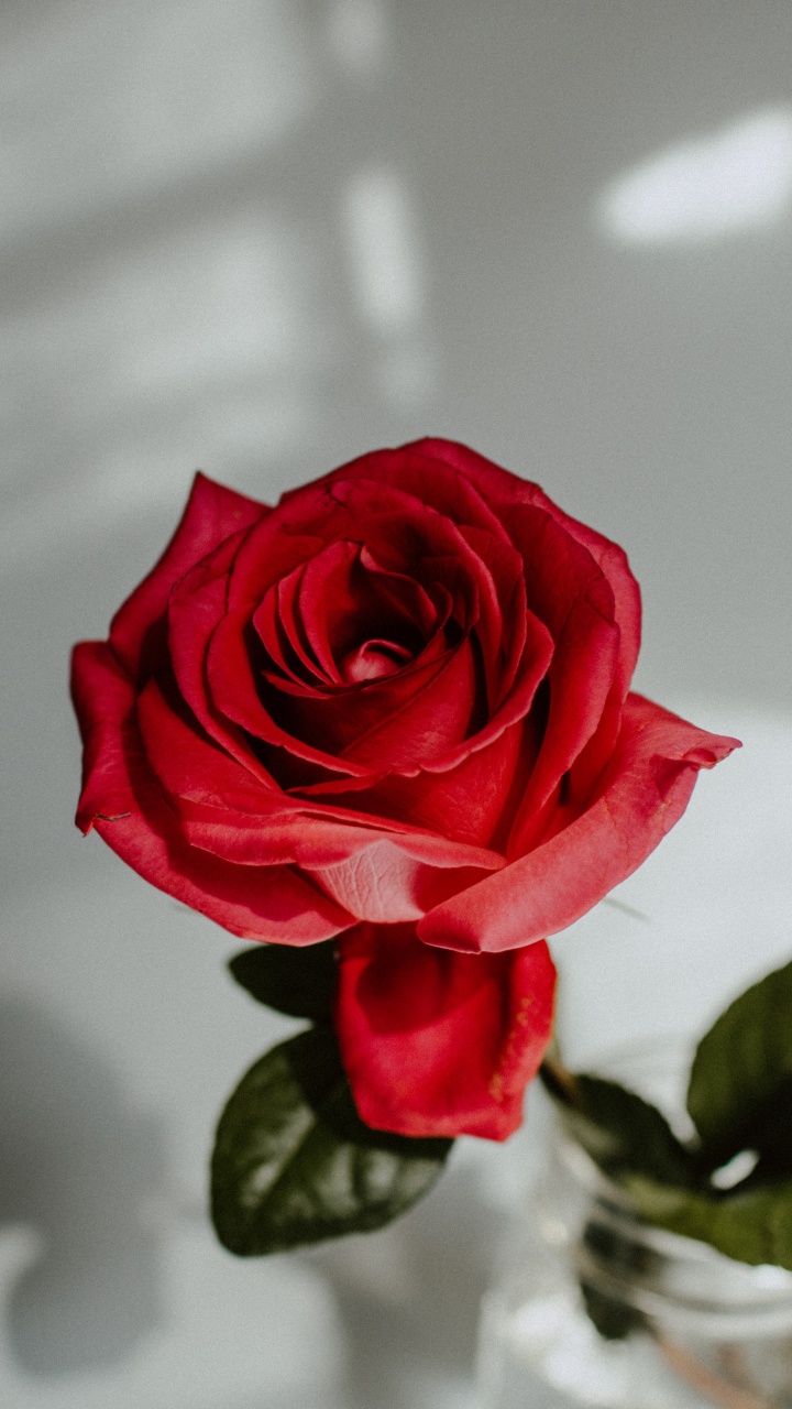 Rose Rouge Dans un Vase en Verre Transparent. Wallpaper in 720x1280 Resolution