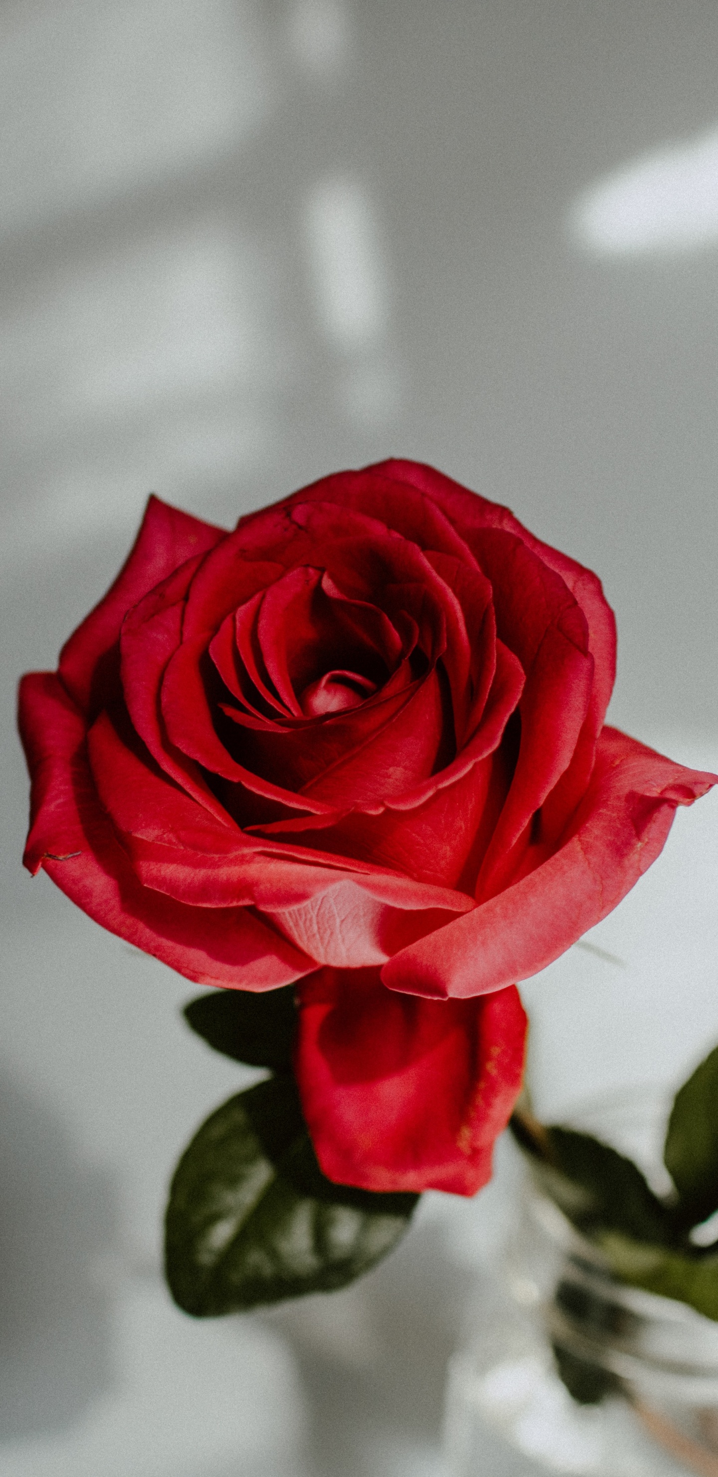 Red Rose in Clear Glass Vase. Wallpaper in 1440x2960 Resolution