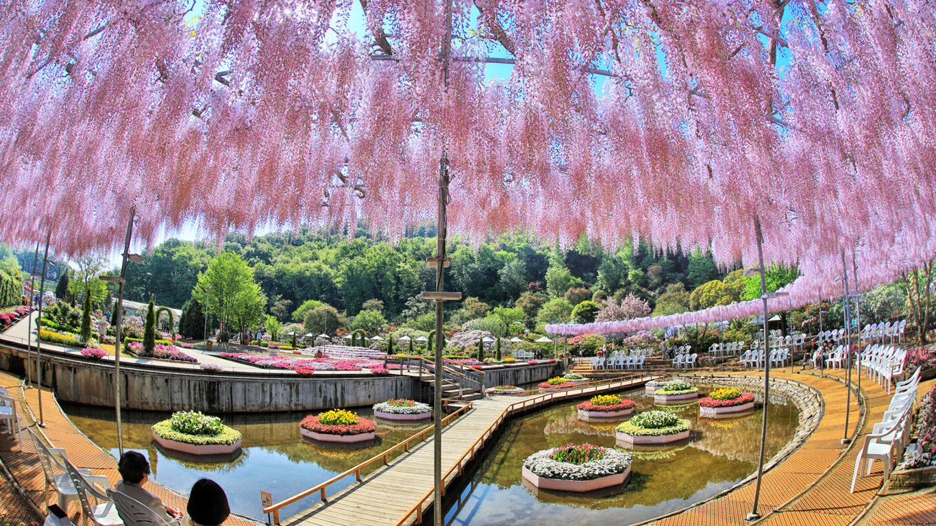 东京, 木本植物, 樱花, 运河, 植物园 壁纸 1366x768 允许