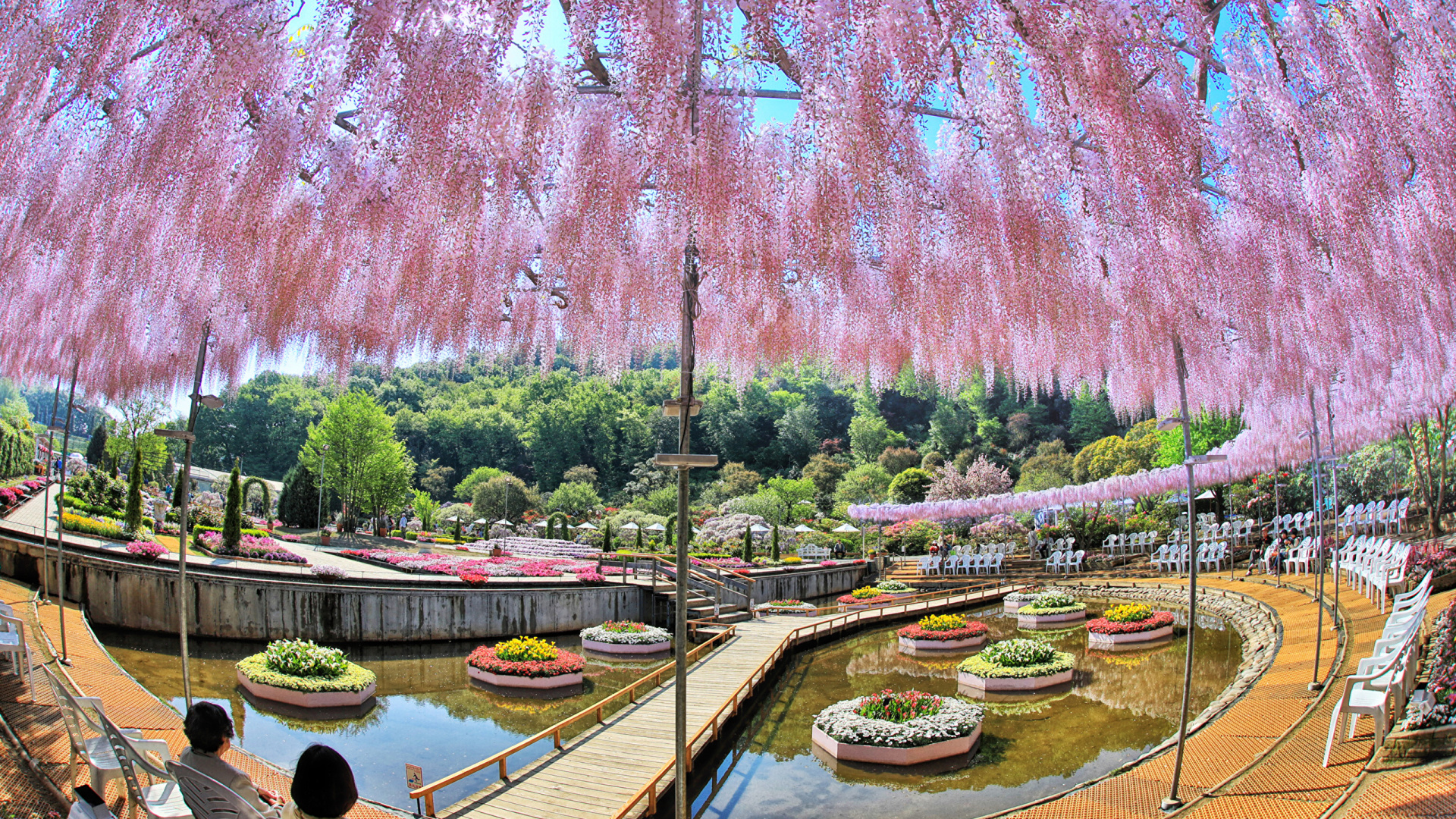 东京, 木本植物, 樱花, 运河, 植物园 壁纸 1920x1080 允许