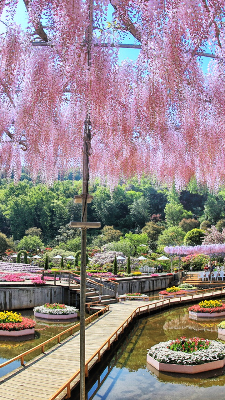东京, 木本植物, 樱花, 运河, 植物园 壁纸 720x1280 允许