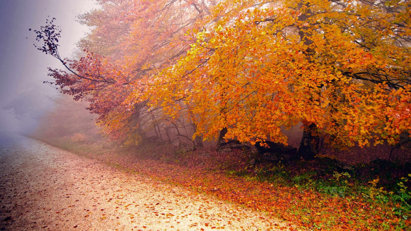 Brown and Green Trees Beside Road During Daytime. Wallpaper in 1366x768 Resolution