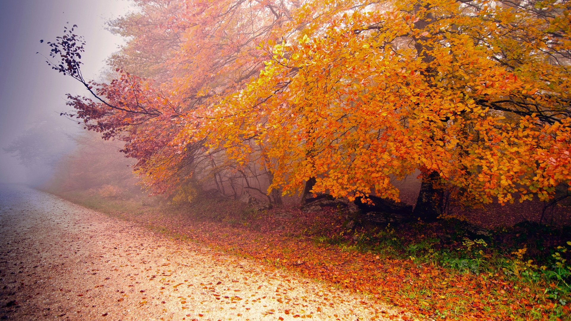 Brown and Green Trees Beside Road During Daytime. Wallpaper in 1920x1080 Resolution