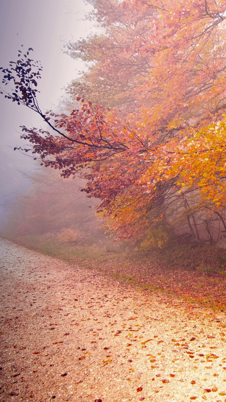 Brown and Green Trees Beside Road During Daytime. Wallpaper in 750x1334 Resolution