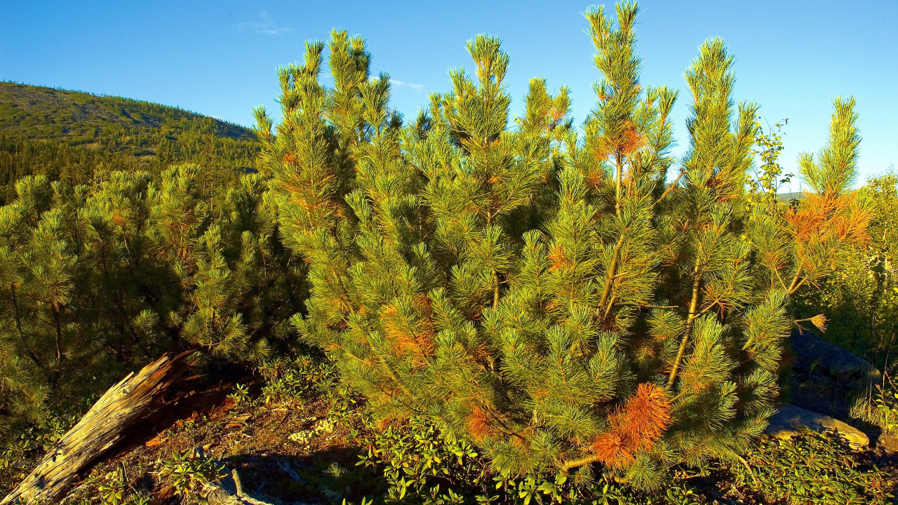 Green and Brown Trees Under Blue Sky During Daytime. Wallpaper in 1280x720 Resolution