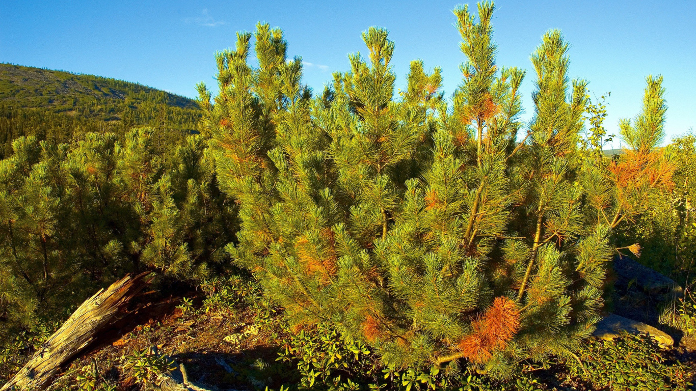 Green and Brown Trees Under Blue Sky During Daytime. Wallpaper in 1366x768 Resolution