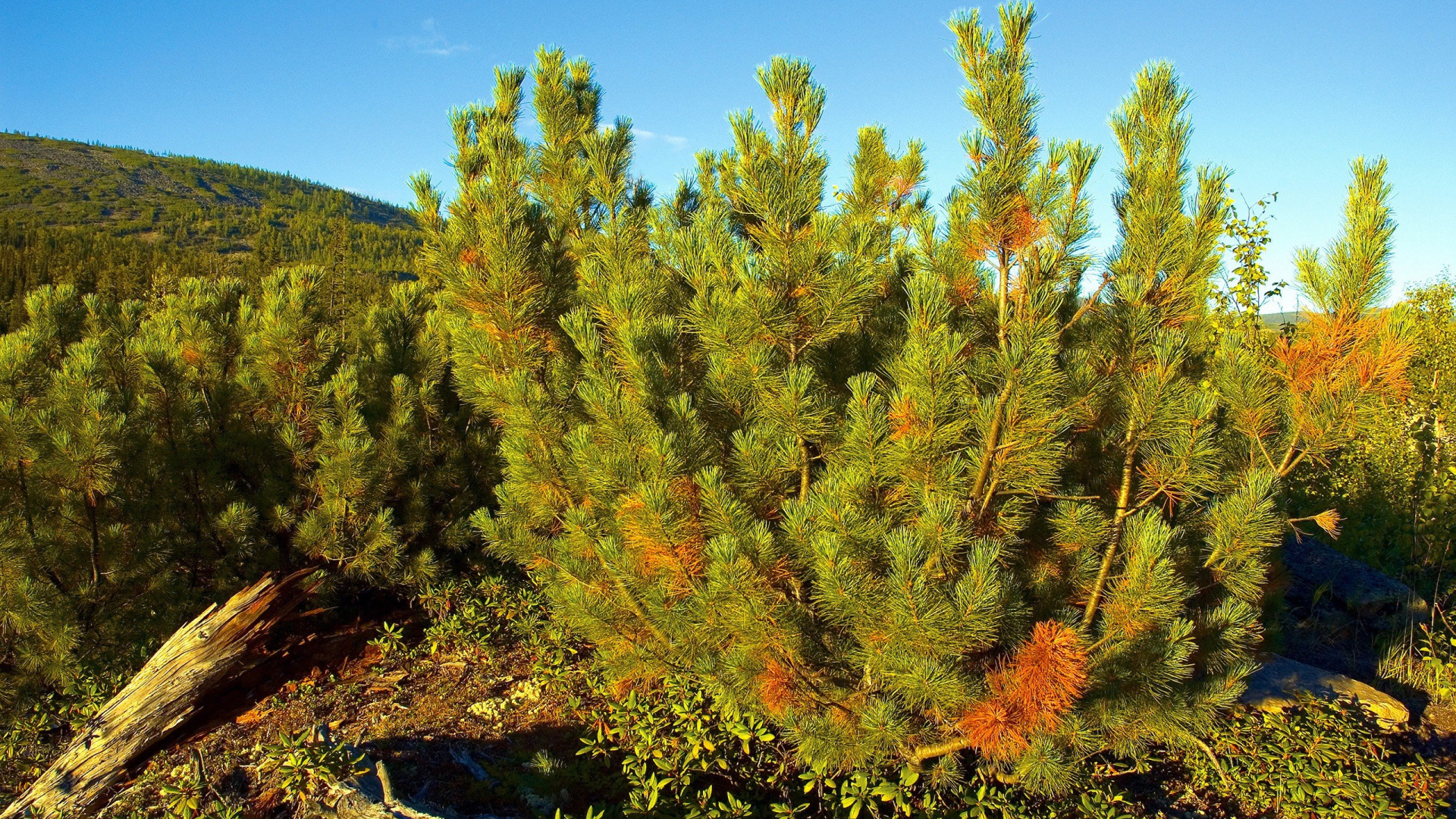 Green and Brown Trees Under Blue Sky During Daytime. Wallpaper in 1920x1080 Resolution