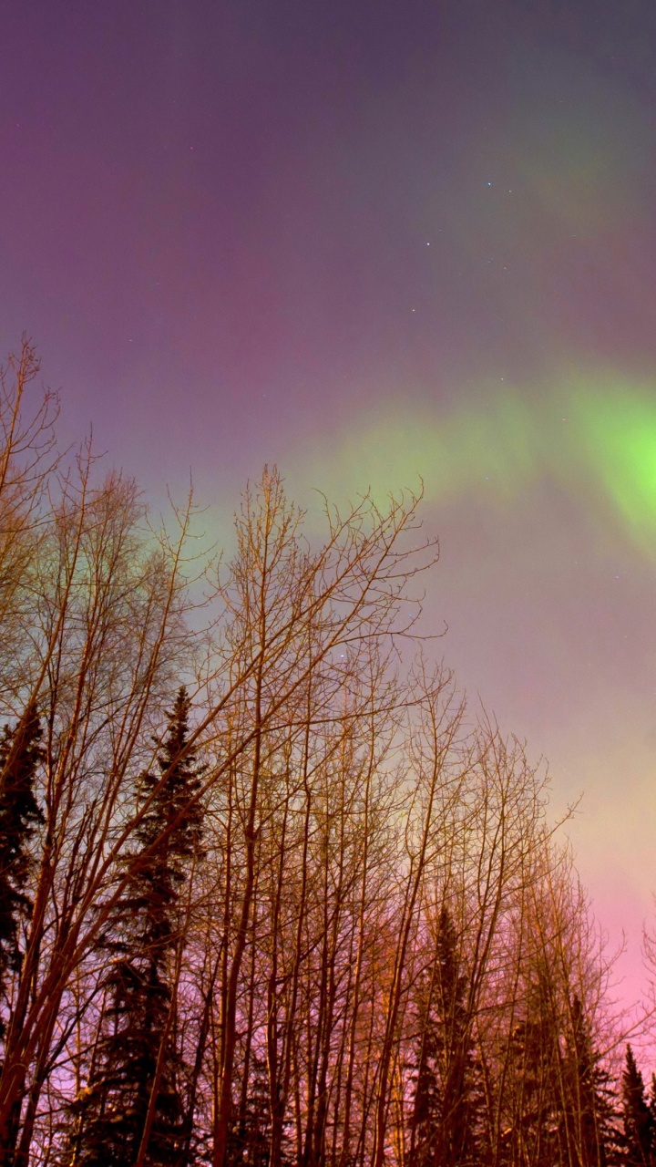 Aurora, Natur, Baum, Naturlandschaft, Cloud. Wallpaper in 720x1280 Resolution