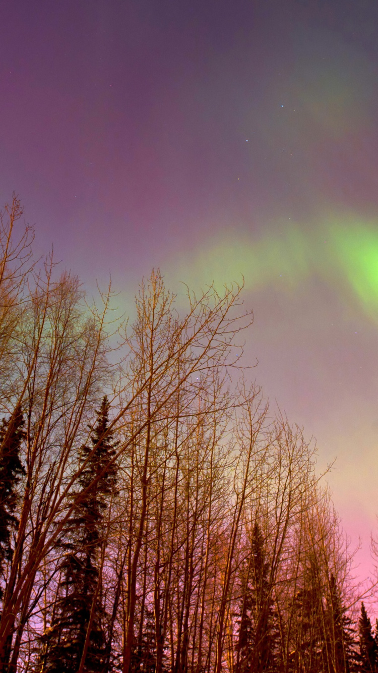 Aurora, Natur, Baum, Naturlandschaft, Cloud. Wallpaper in 750x1334 Resolution