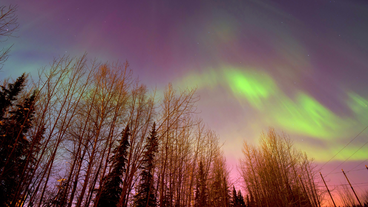 Aurora, Nature, Tree, Natural Landscape, Cloud. Wallpaper in 1280x720 Resolution