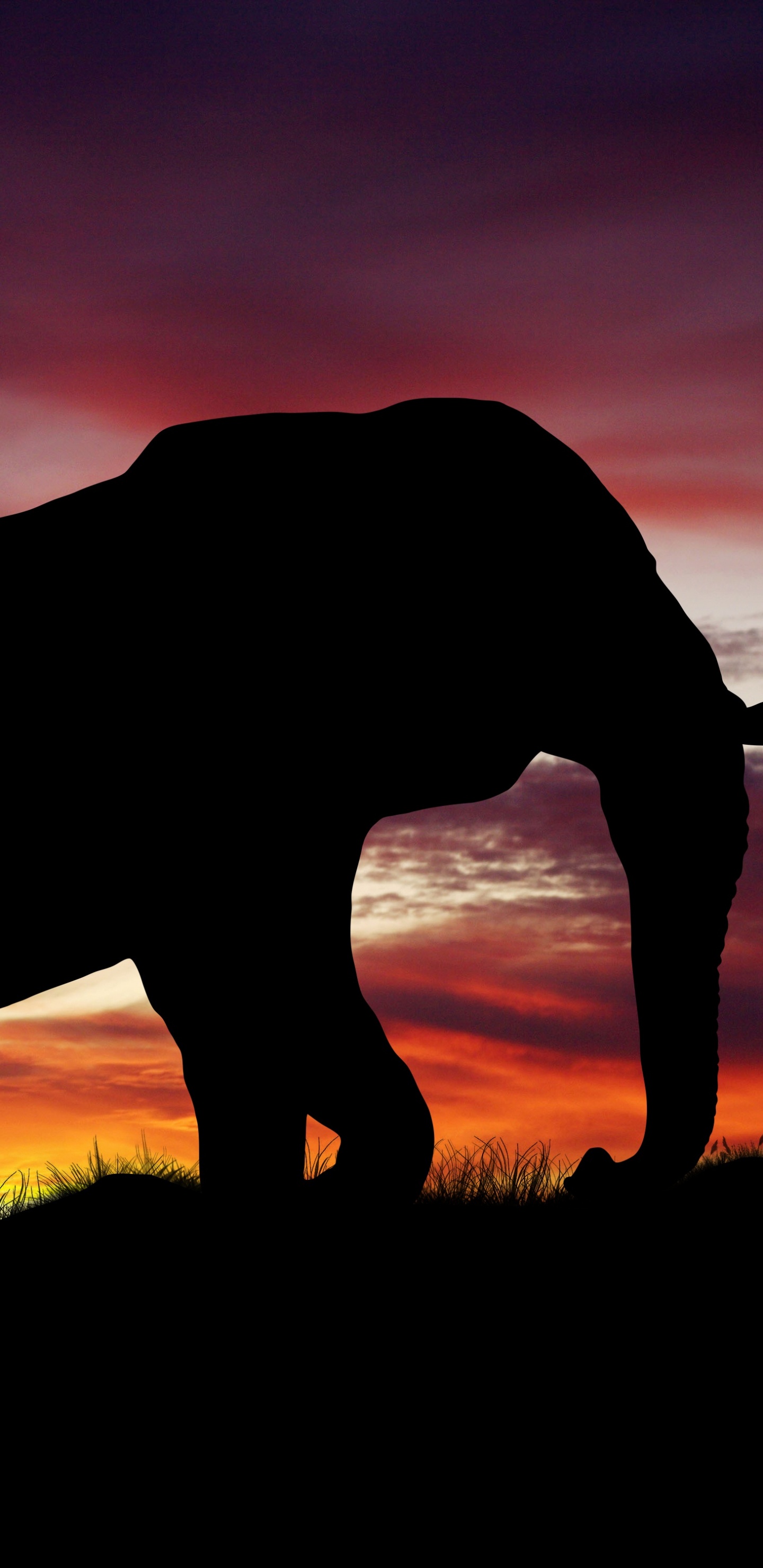 Silueta de Elefante en el Campo de Hierba Durante la Puesta de Sol. Wallpaper in 1440x2960 Resolution