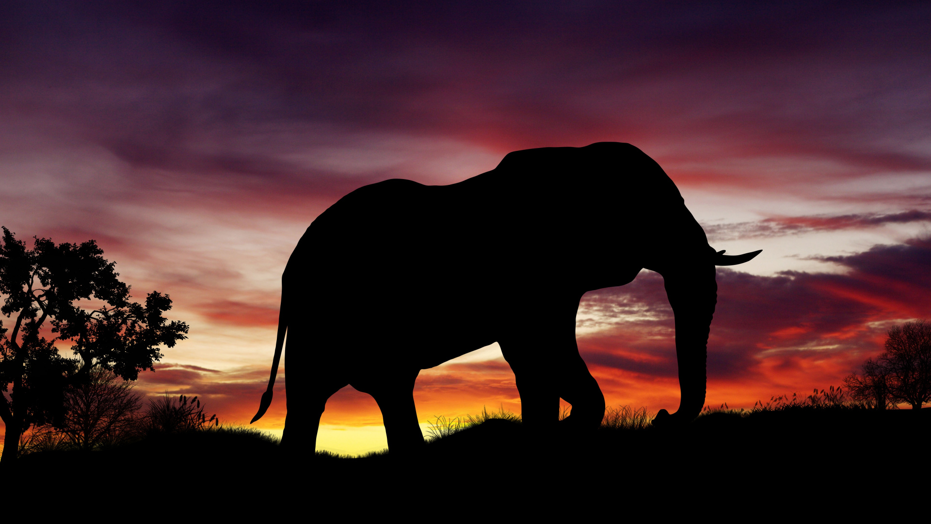 Silhouette D'éléphant Sur Terrain en Herbe Pendant le Coucher du Soleil. Wallpaper in 1920x1080 Resolution