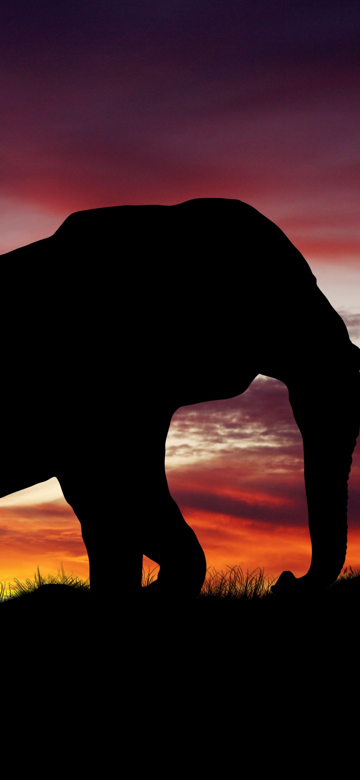 Silhouette of Elephant on Grass Field During Sunset. Wallpaper in 1242x2688 Resolution