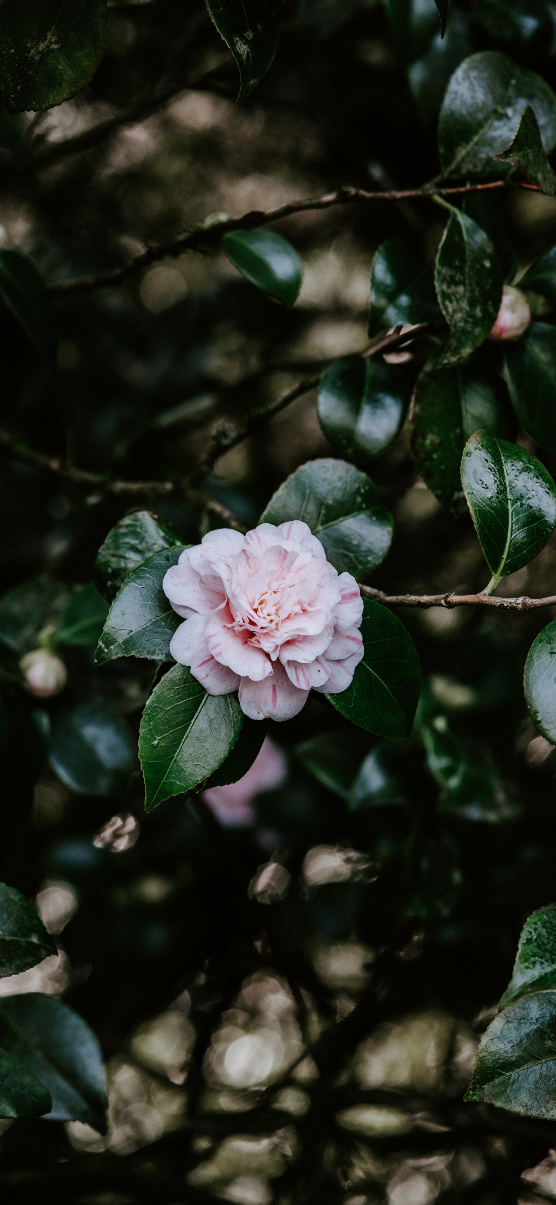 Pink Flower in Tilt Shift Lens. Wallpaper in 1125x2436 Resolution