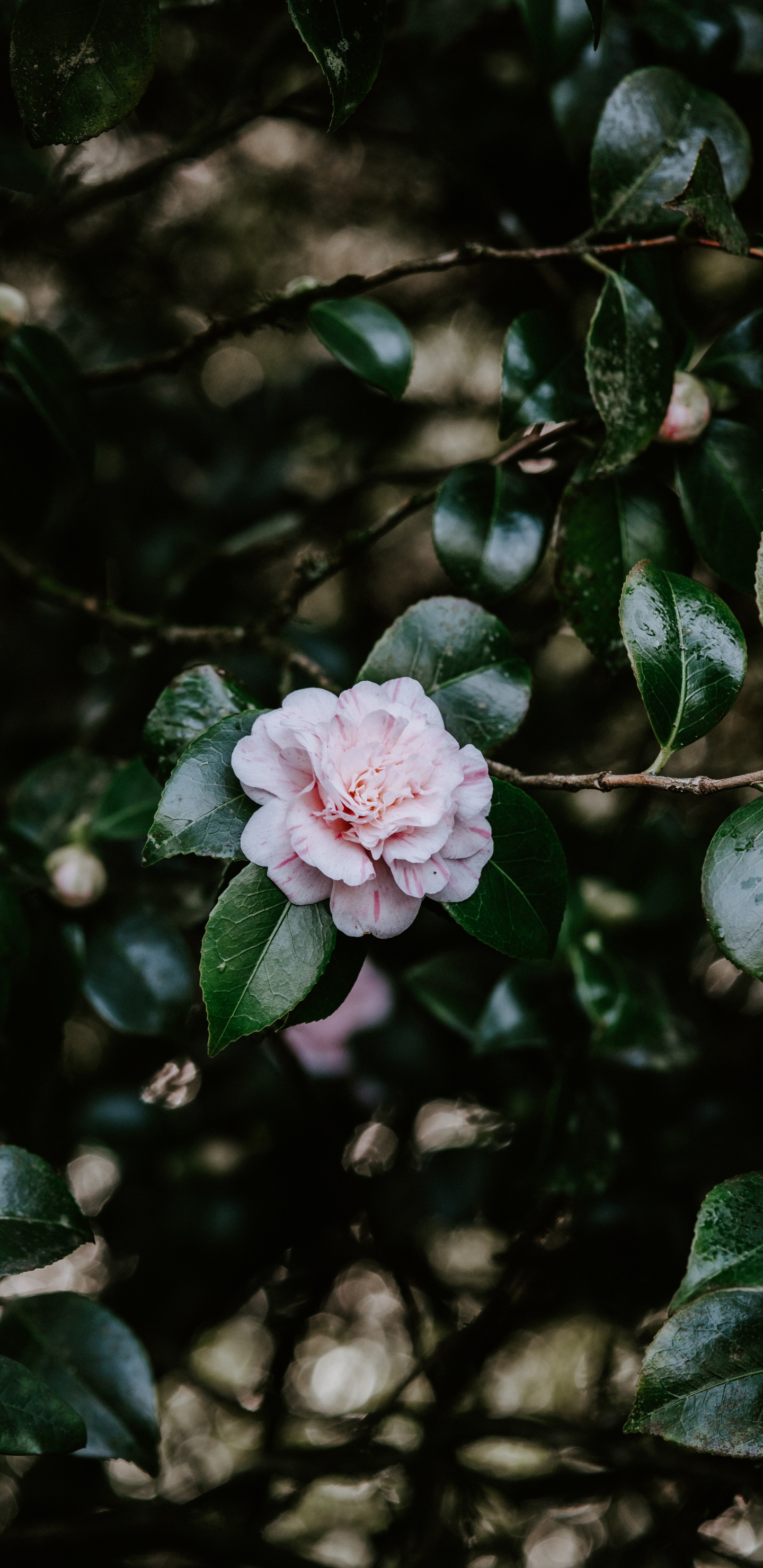 Pink Flower in Tilt Shift Lens. Wallpaper in 1440x2960 Resolution