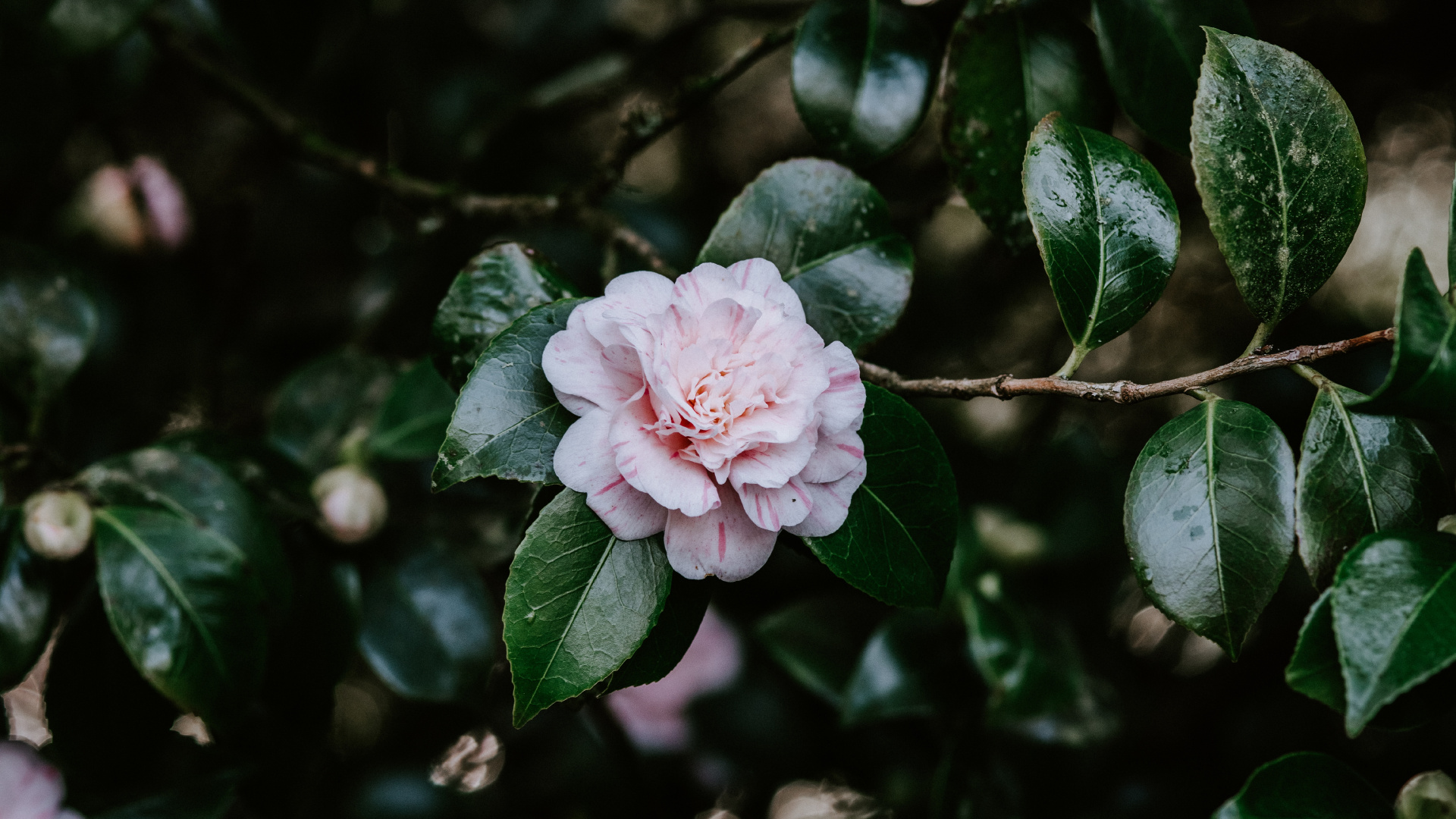 Rosa Blume in Tilt-Shift-Linse. Wallpaper in 1920x1080 Resolution