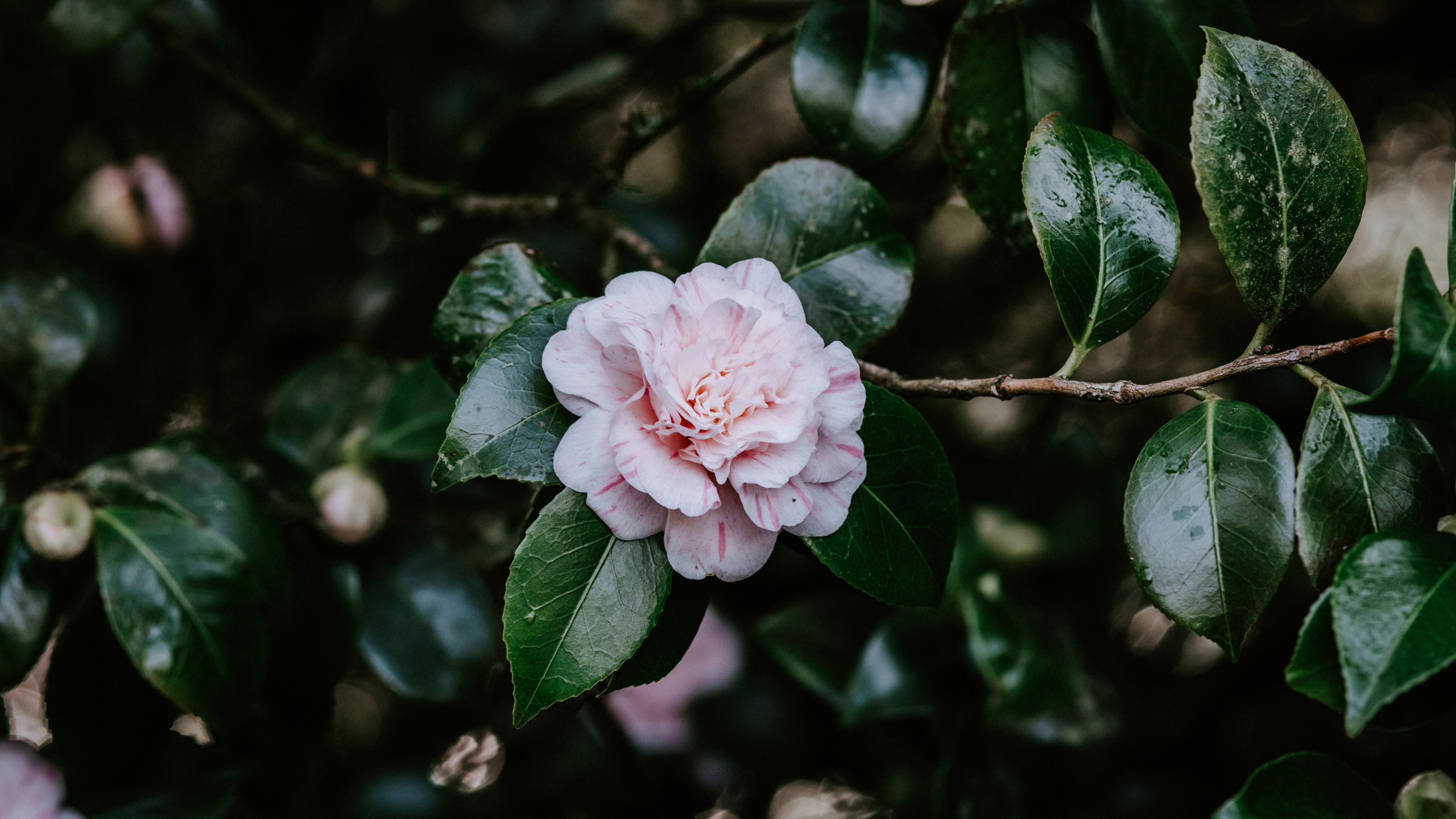 Rosa Blume in Tilt-Shift-Linse. Wallpaper in 2560x1440 Resolution