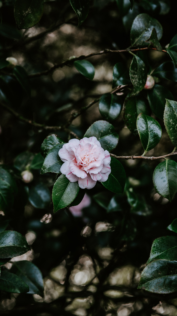 Rosa Blume in Tilt-Shift-Linse. Wallpaper in 750x1334 Resolution