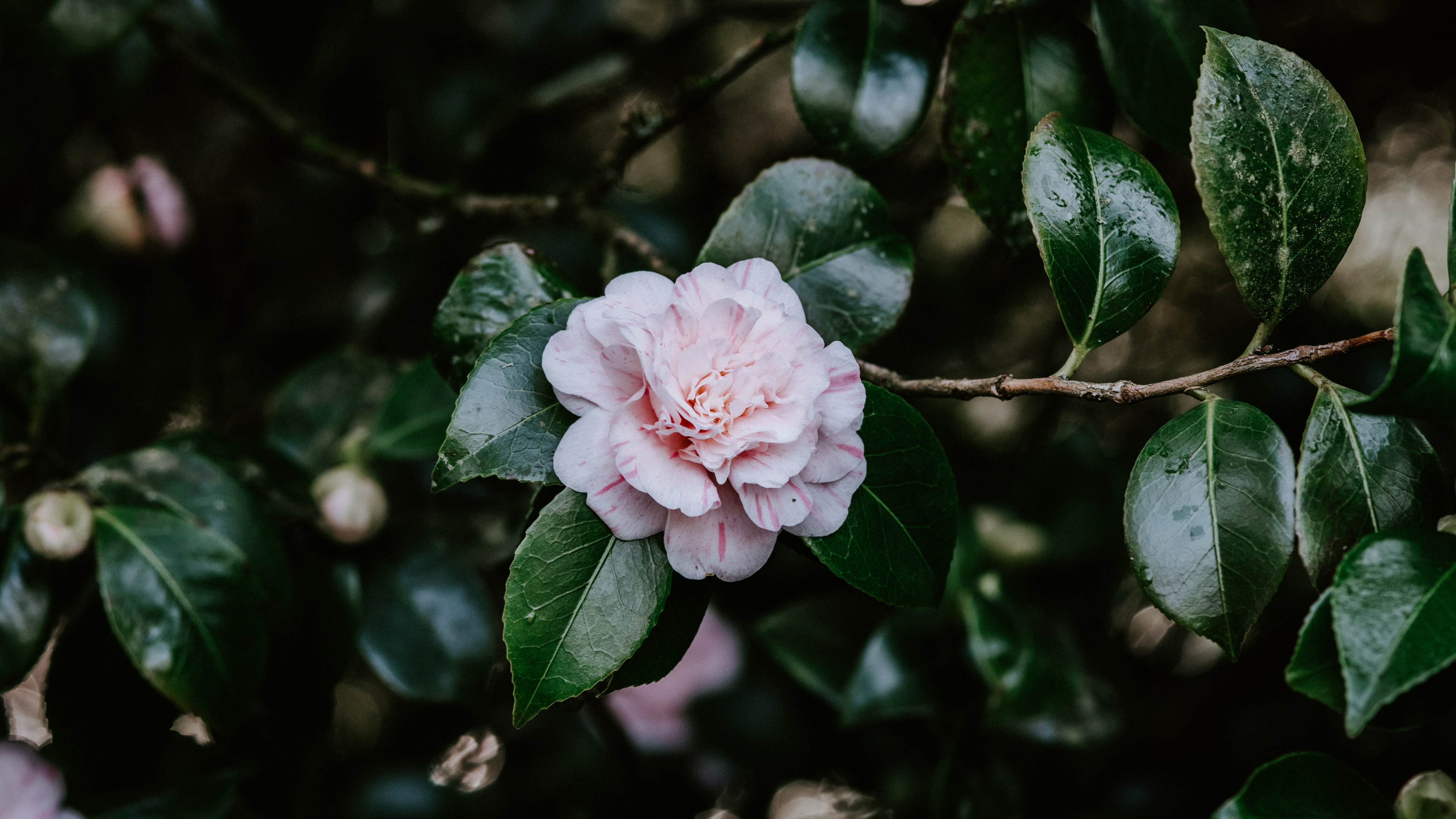 显花植物, 粉红色, 弹簧, 自然环境, 微软Lumia 壁纸 3840x2160 允许