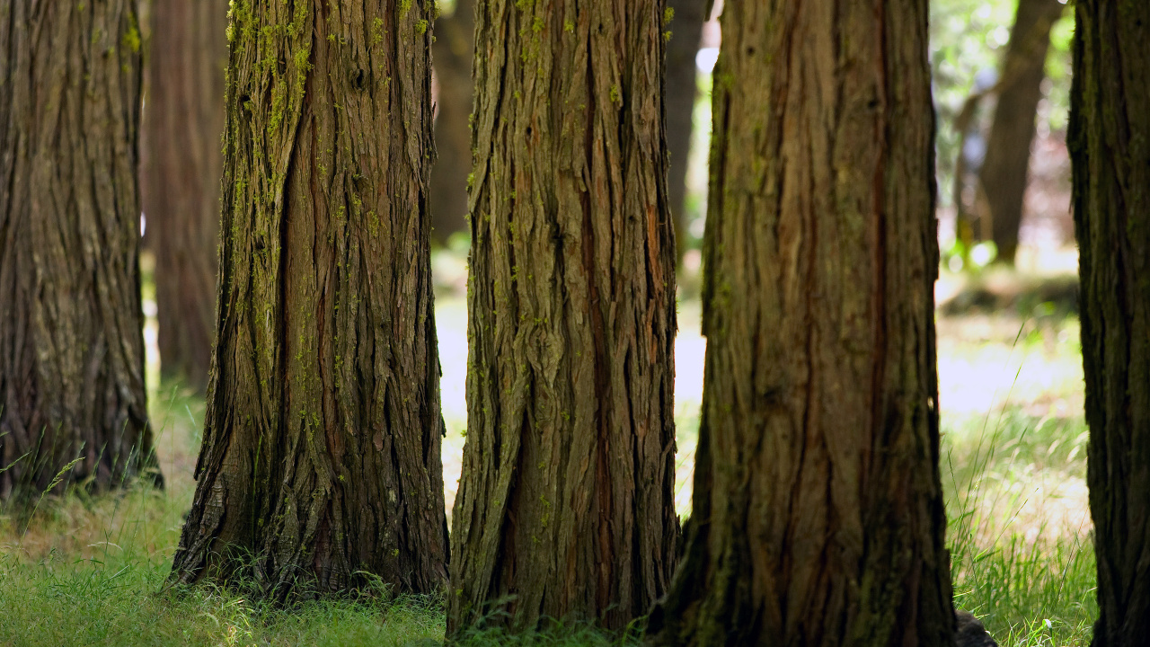 Brown Tree Trunk on Green Grass Field. Wallpaper in 1280x720 Resolution