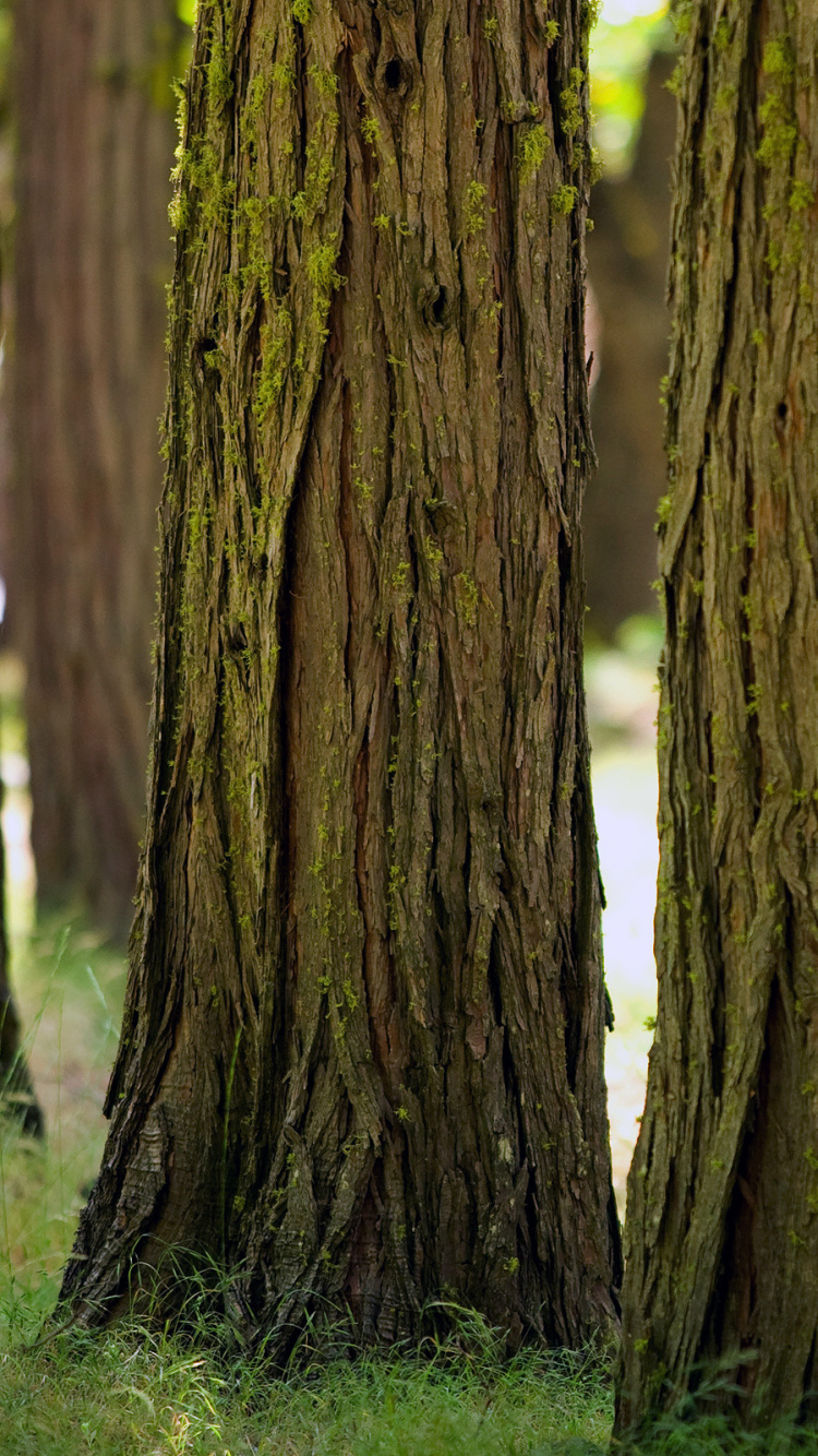 Tronc D'arbre Brun Sur Terrain D'herbe Verte. Wallpaper in 750x1334 Resolution