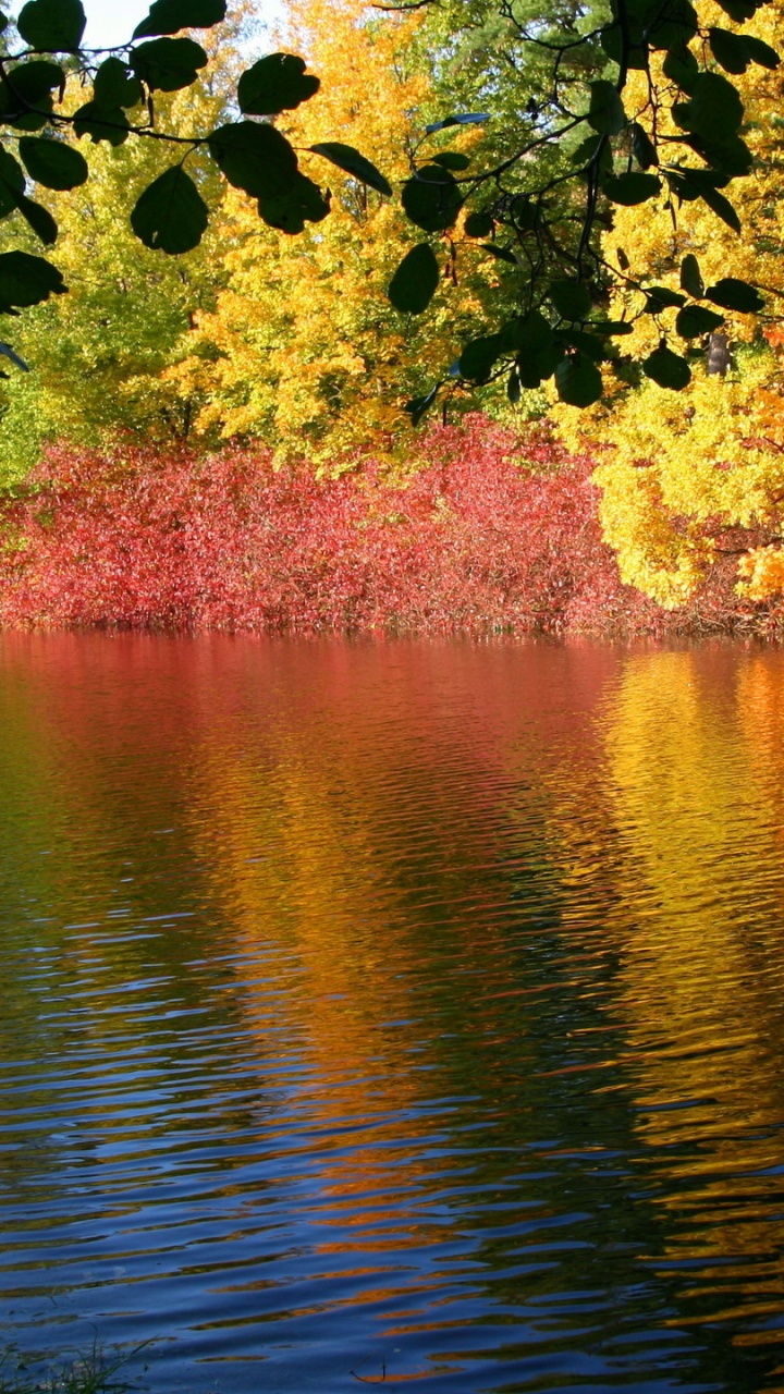 Green and Yellow Leaves on Body of Water. Wallpaper in 720x1280 Resolution