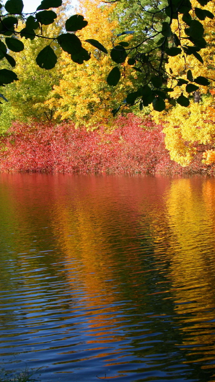 Feuilles Vertes et Jaunes Sur Plan D'eau. Wallpaper in 750x1334 Resolution