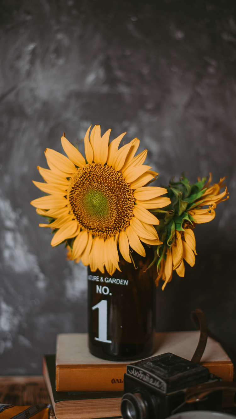 Sonnenblume in Schwarzer Glasflasche. Wallpaper in 750x1334 Resolution