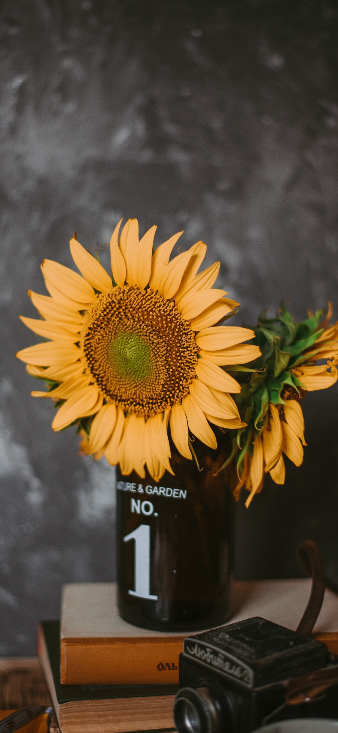 Tournesol en Bouteille de Verre Noir. Wallpaper in 1125x2436 Resolution
