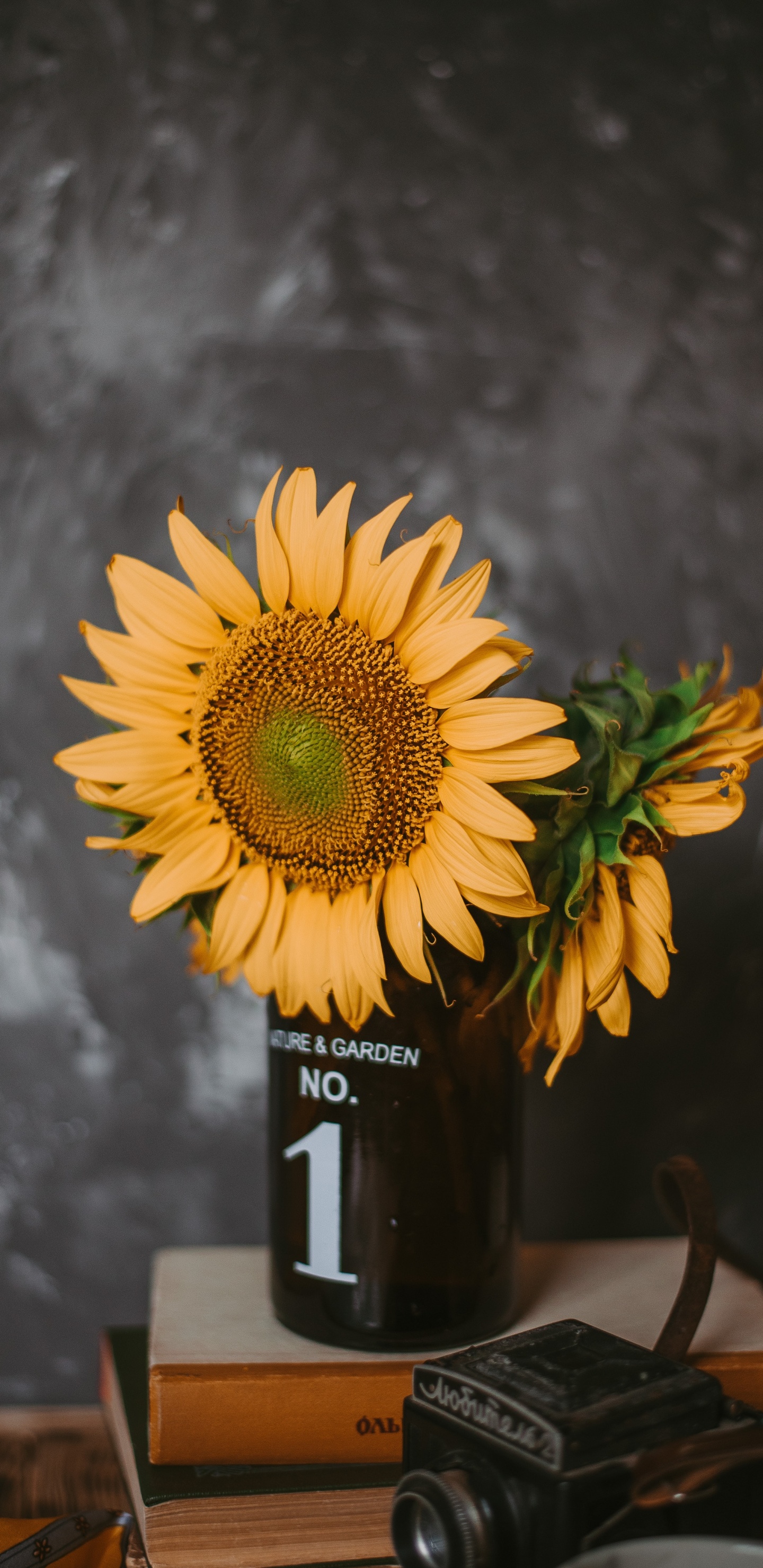 Sunflower in Black Glass Bottle. Wallpaper in 1440x2960 Resolution