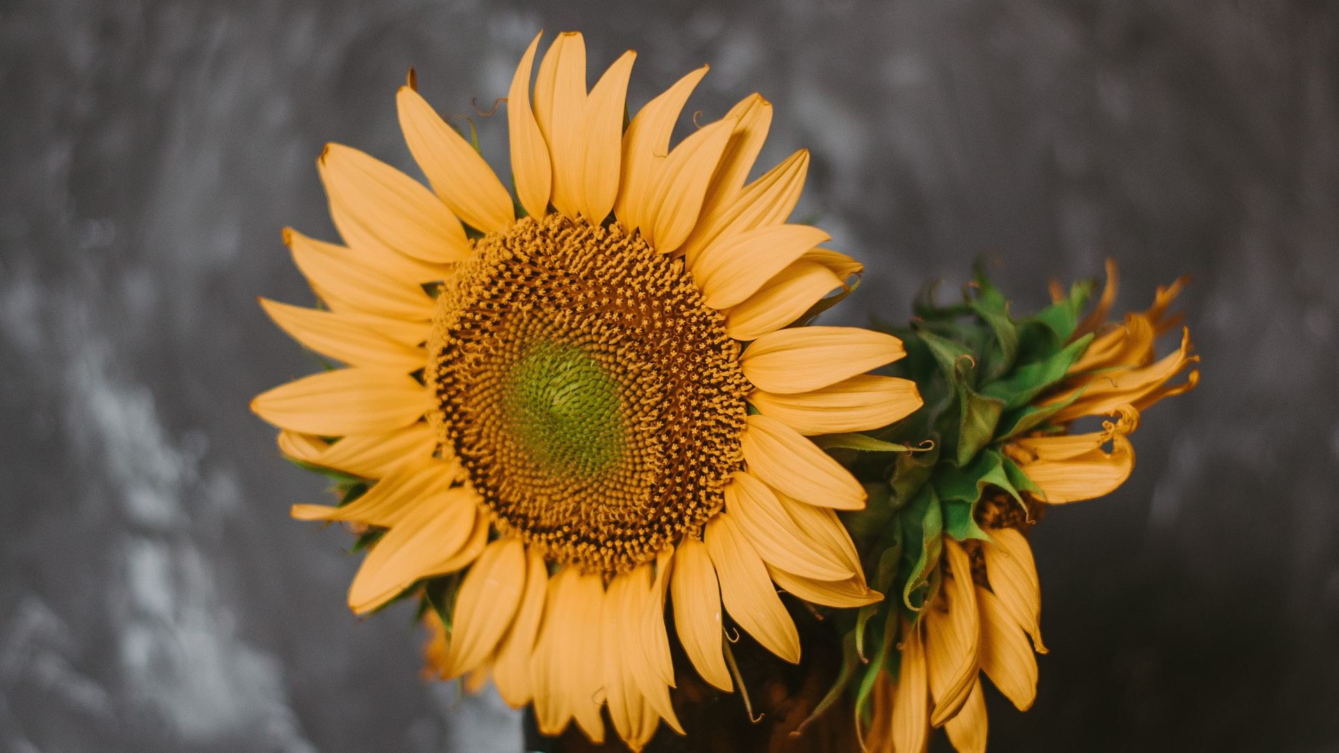 Sunflower in Black Glass Bottle. Wallpaper in 1920x1080 Resolution