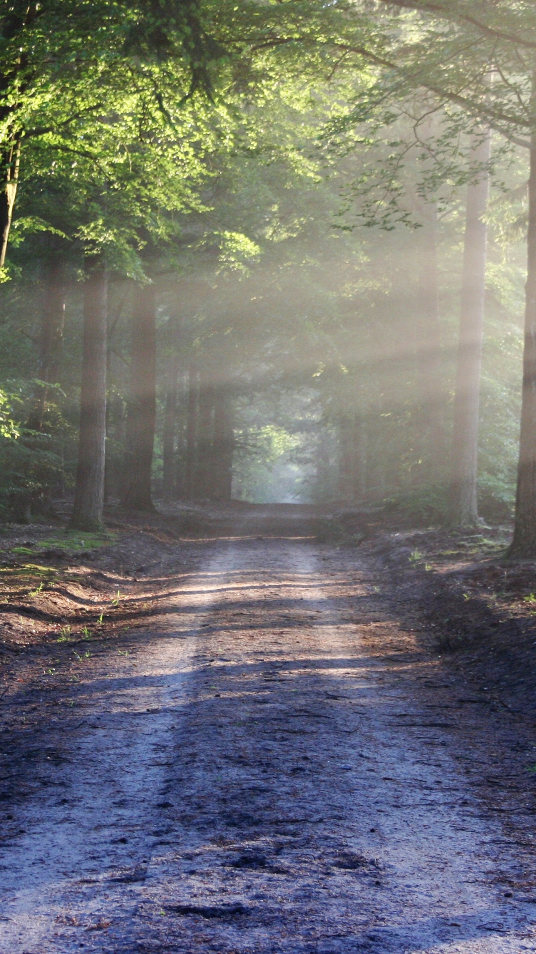 Chemin Entre Les Arbres Pendant la Journée. Wallpaper in 1080x1920 Resolution